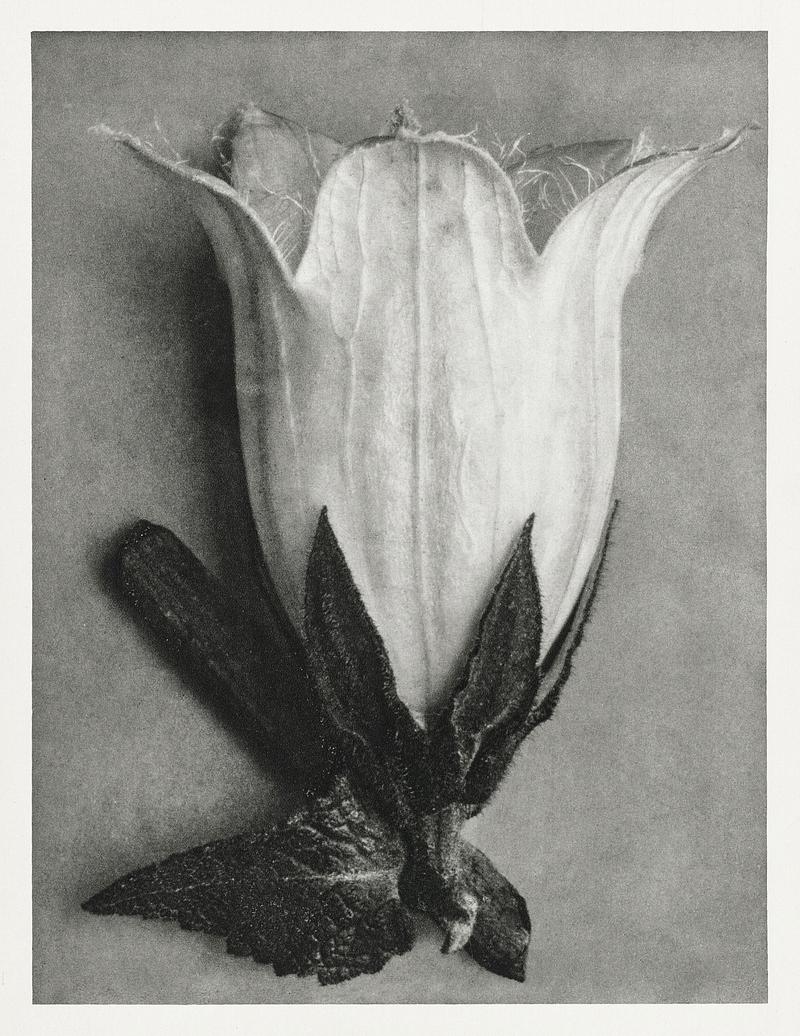 Karl Blossfeldt Macrophotography Campanula Alliariifolia (Cornish Bellflower) enlarged 10 times from Urformen der Kunst (1928) by Karl Blossfeldt. Original…