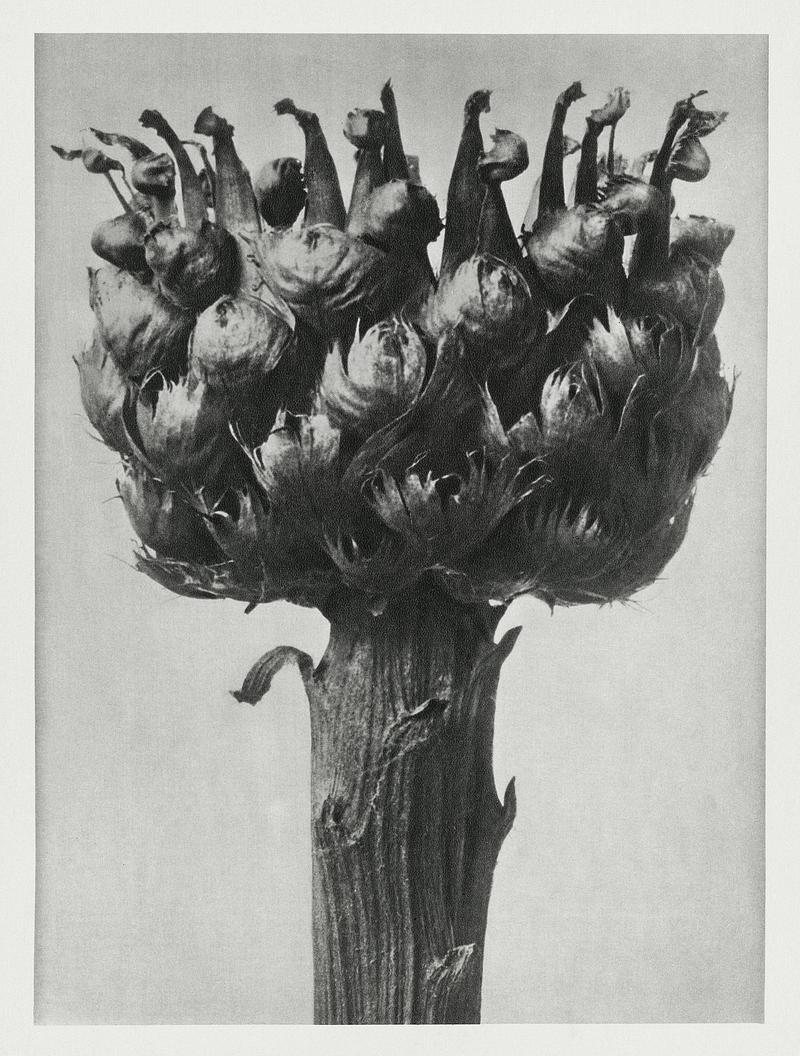 Karl Blossfeldt Macrophotography Centaurea macrocephala (Bighead Knapweed) enlarged 5 times from Urformen der Kunst (1928) by Karl Blossfeldt. Original from…