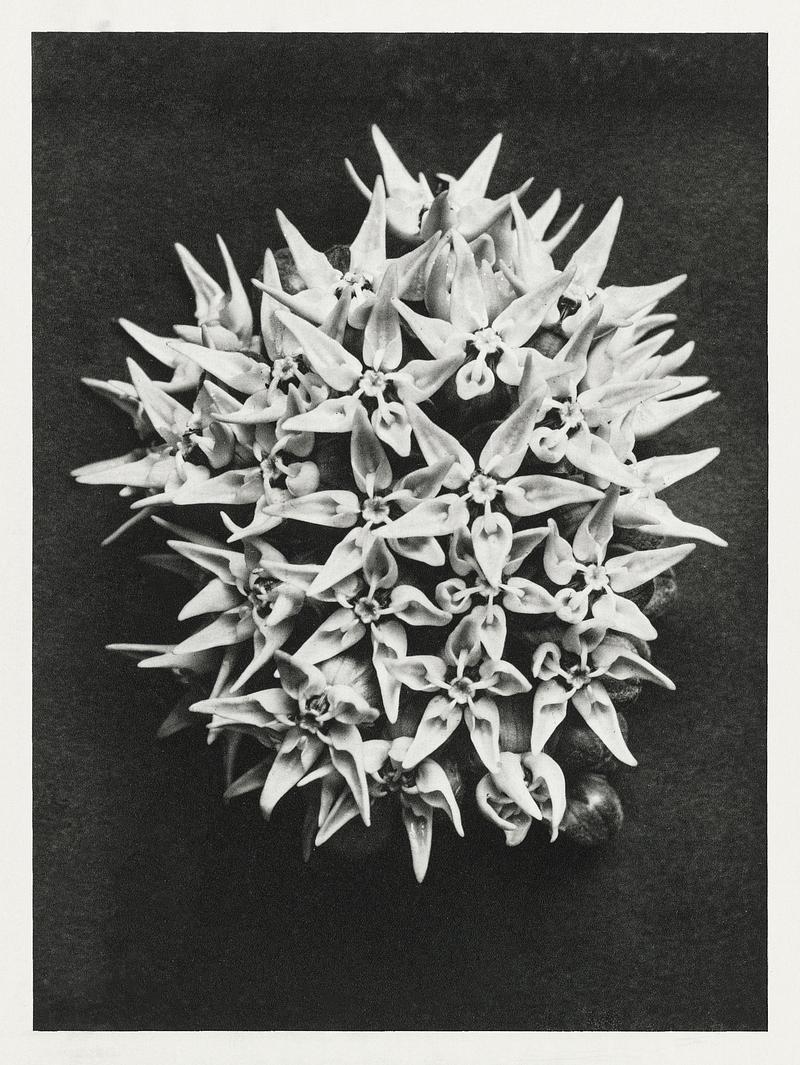 Karl Blossfeldt Macrophotography Asclepias speciosa (Showy Milkweed) enlarged 3 times from Urformen der Kunst (1928) by Karl Blossfeldt. Original from The…