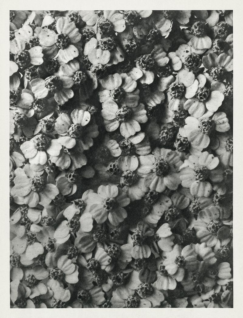 Karl Blossfeldt Macrophotography Achillea Millefolium (Common Yarrow) enlarged 8 times from Urformen der Kunst (1928) by Karl Blossfeldt. Original from The…