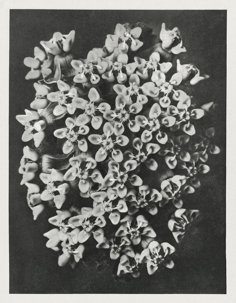Karl Blossfeldt Macrophotography Asclepias incarnata (Swamp Milkweed) enlarged 6 times from Urformen der Kunst (1928) by Karl Blossfeldt. Original from The…