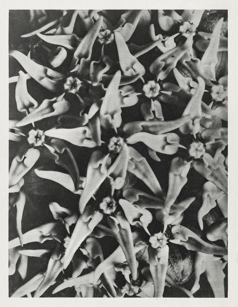 Karl Blossfeldt Macrophotography Asclepias speciosa (Showy Milkweed) enlarged 8 times from Urformen der Kunst (1928) by Karl Blossfeldt. Original from The…