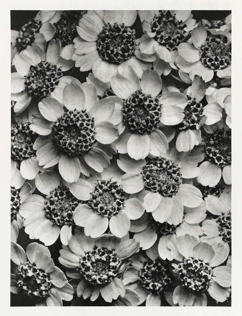 Karl Blossfeldt Macrophotography Achillea Clypeolata (Yarrow) enlarged 15 times from Urformen der Kunst (1928) by Karl Blossfeldt. Original from The…