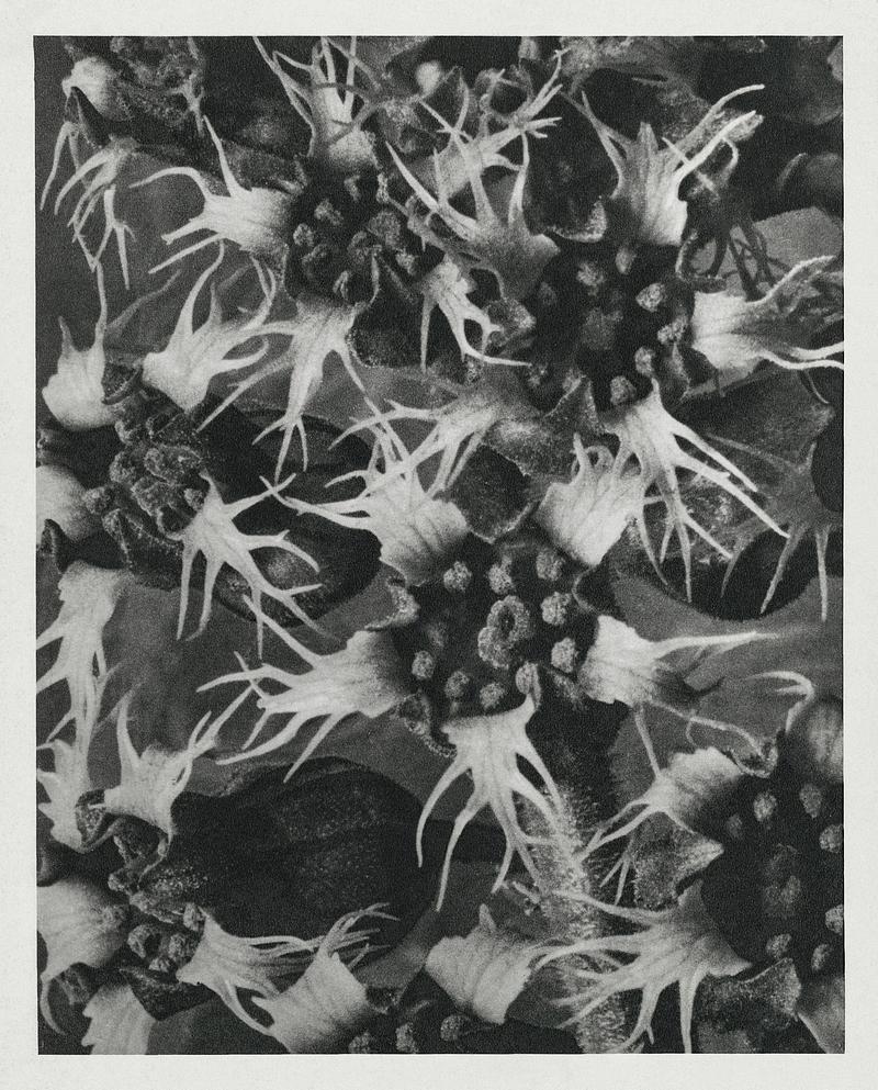 Karl Blossfeldt Macrophotography Tellima Grandiflora (Fringe Cups) enlarged 12 times from Urformen der Kunst (1928) by Karl Blossfeldt. Original from The…