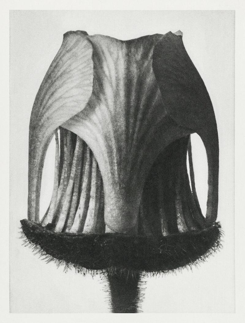 Karl Blossfeldt Macrophotography Geum Rivale (Nodding Avens Flower–Bud with the Sepals Removed) enlarged 25 times from Urformen der Kunst (1928) by Karl…