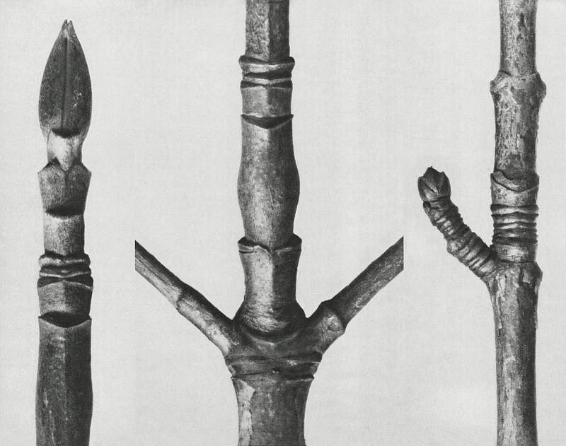 Karl Blossfeldt Macrophotography End of Cornus Nuttallii branch enlarged 8 times, Cornus Nuttallii (branch of Dogwood) enlarged 8 times, and Acer…