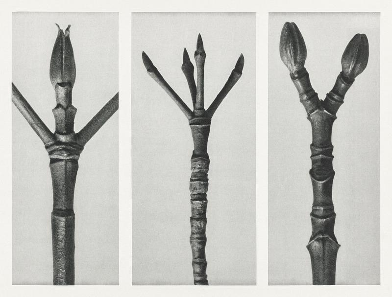 Karl Blossfeldt Macrophotography Cornus Nuttallii (end of Dogwood branch) enlarged 6 times, Cornus florida (end of Flowering Dogwood branch) enlarged 6 times…