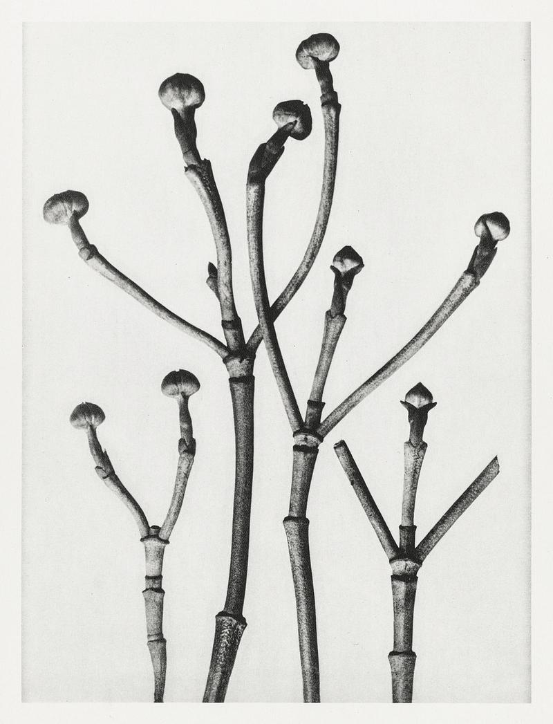 Karl Blossfeldt Macrophotography Cornus Florida (Box–Wood of North America, Flowering Dogwood) enlarged 3 times from Urformen der Kunst (1928) by Karl…