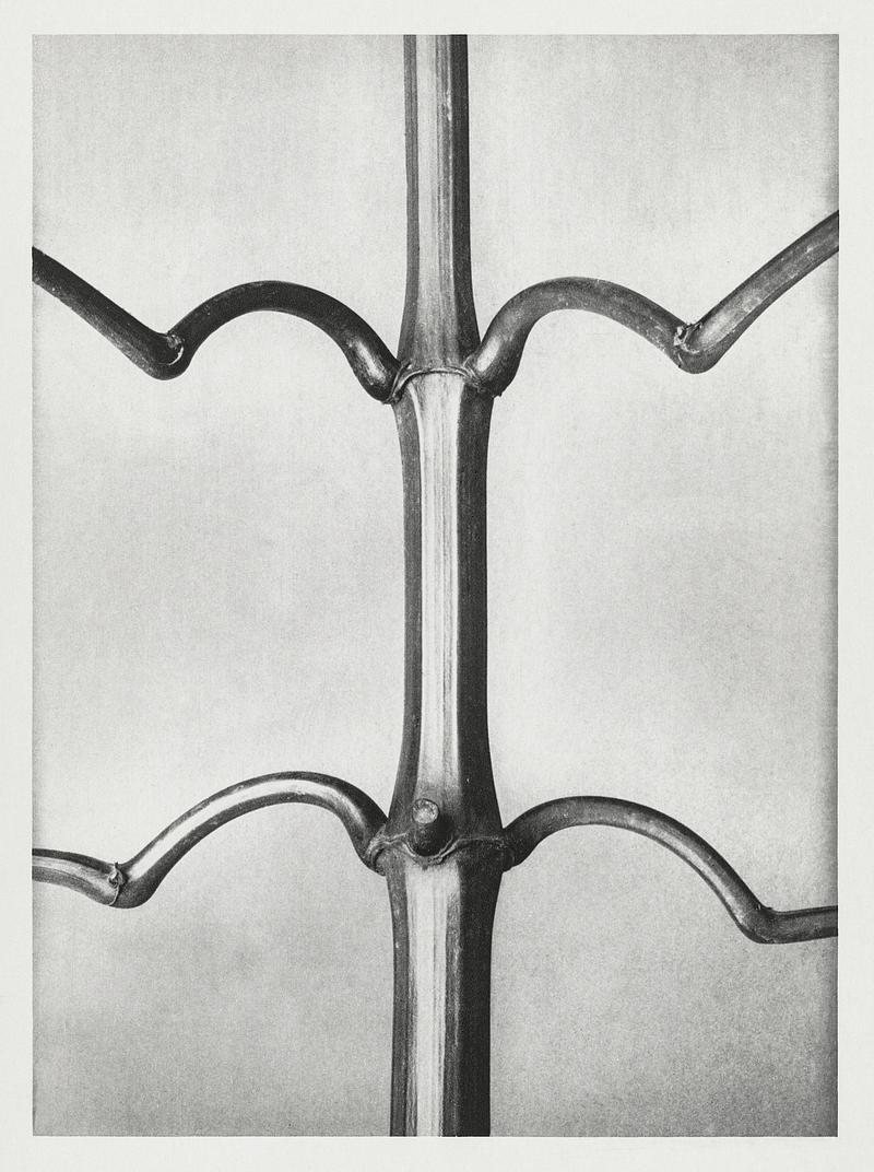 Karl Blossfeldt Macrophotography Impatiens Glanduligera (Hardy Indian Balsam) stem with ramifications in natural size from Urformen der Kunst (1928) by Karl…