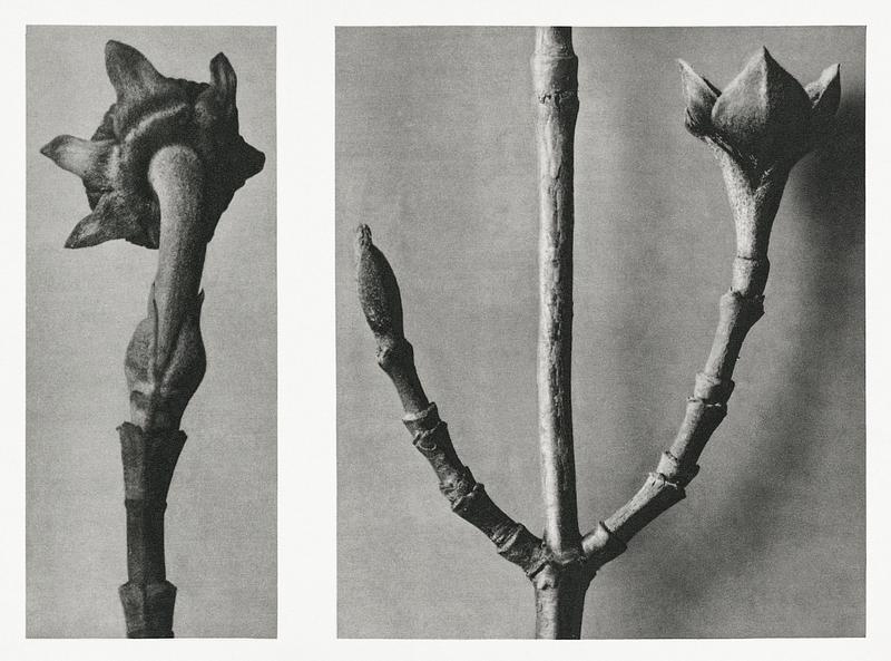 Karl Blossfeldt Macrophotography Cornus Nuttallii (Pacific Dogwood) young shoot enlarged 5 times and Cornus Officinalis (Common Dogwood) ramifications…