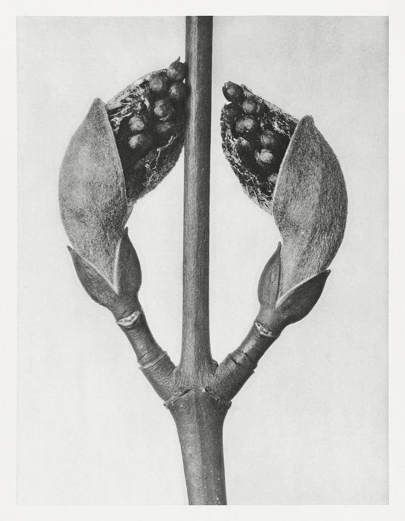 Karl Blossfeldt Macrophotography Acer Rufinerve (Maple Tree) enlarged 10 times from Urformen der Kunst (1928) by Karl Blossfeldt. Original from The…