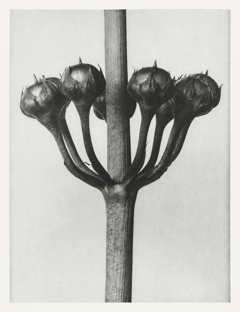 Karl Blossfeldt Macrophotography Primula Japonica (Japanese Primrose) fruit enlarged 6 times from Urformen der Kunst (1928) by Karl Blossfeldt. Original from…
