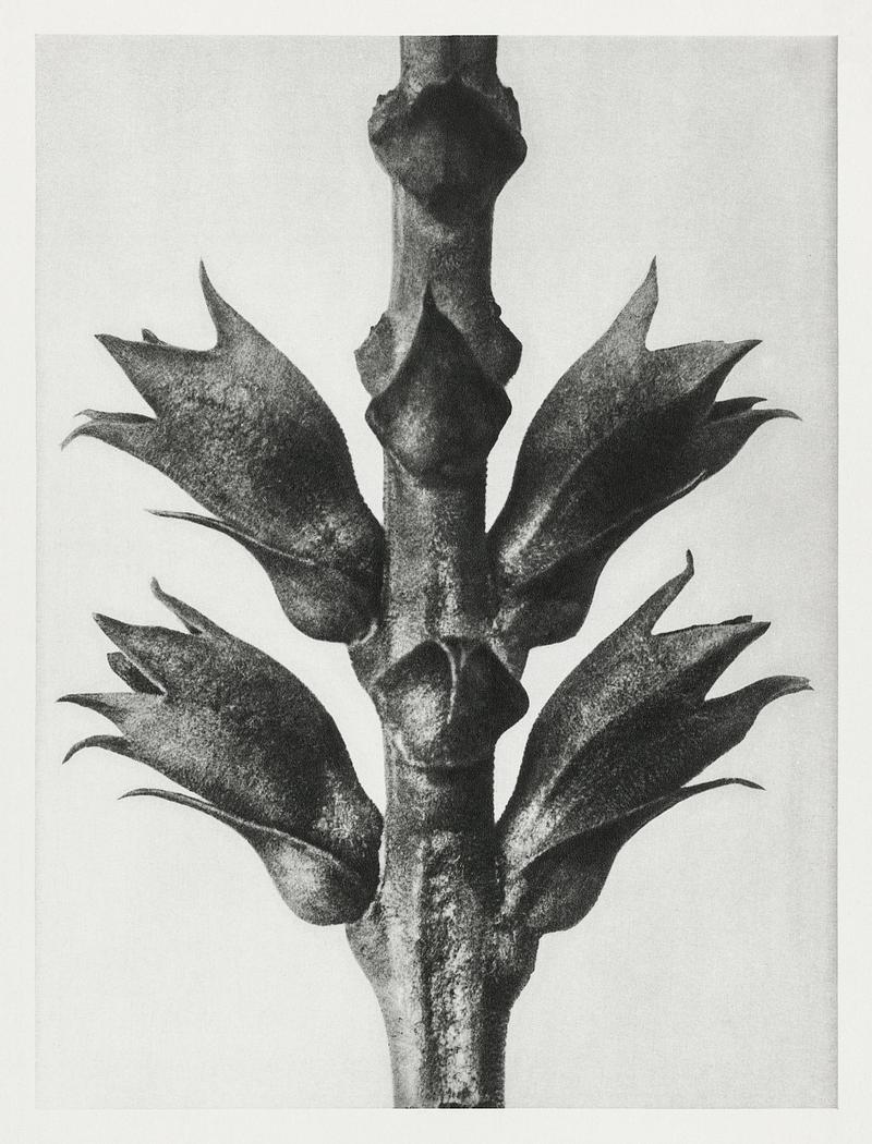Karl Blossfeldt Macrophotography Physostegia Virginiana (Virginian False Dragon–head) stem with leaves enlarged 15 times from Urformen der Kunst (1928)…