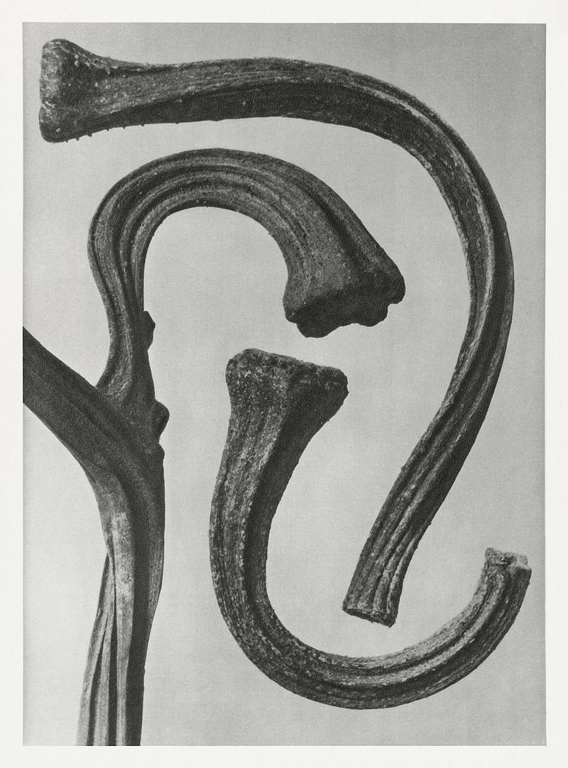 Karl Blossfeldt Macrophotography Cucurbita (stems of a Pumpkin) enlarged 3 times from Urformen der Kunst (1928) by Karl Blossfeldt. Original from The…