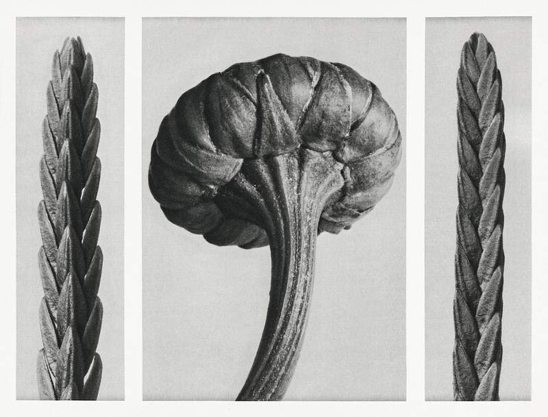 Karl Blossfeldt Macrophotography Cassiope Tetragona (Heather) a variety of heather enlarged 12 times and Chrysanthemum Leucanthemum (Ox–Eye Daisy…