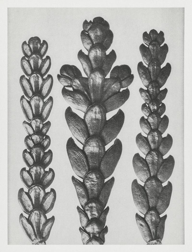 Karl Blossfeldt Macrophotography Ends of Thujopsis Dolabrata Branch (Hatchet–Leaved Arbor Vitae) enlarged 10 times from Urformen der Kunst (1928) by…