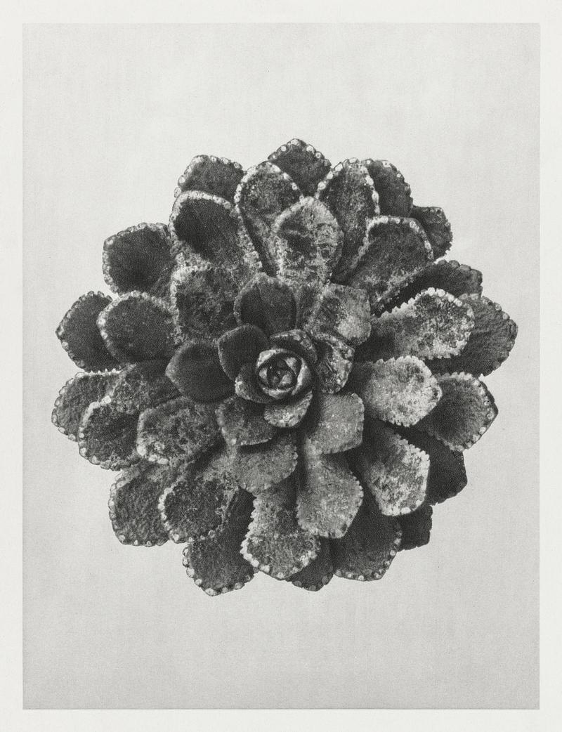 Karl Blossfeldt Macrophotography Margined Pyramidal Saxifrage (Saxifraga Aizoon) leaf enlarged 8 times from Urformen der Kunst (1928) by Karl Blossfeldt.…