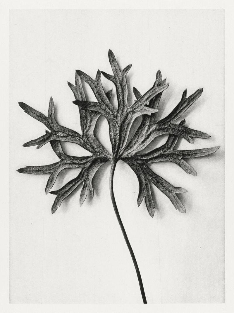 Karl Blossfeldt Macrophotography Aconitum Anthora (Yellow Monkshood Leaf) enlarged 3 times from Urformen der Kunst (1928) by Karl Blossfeldt. Original from…