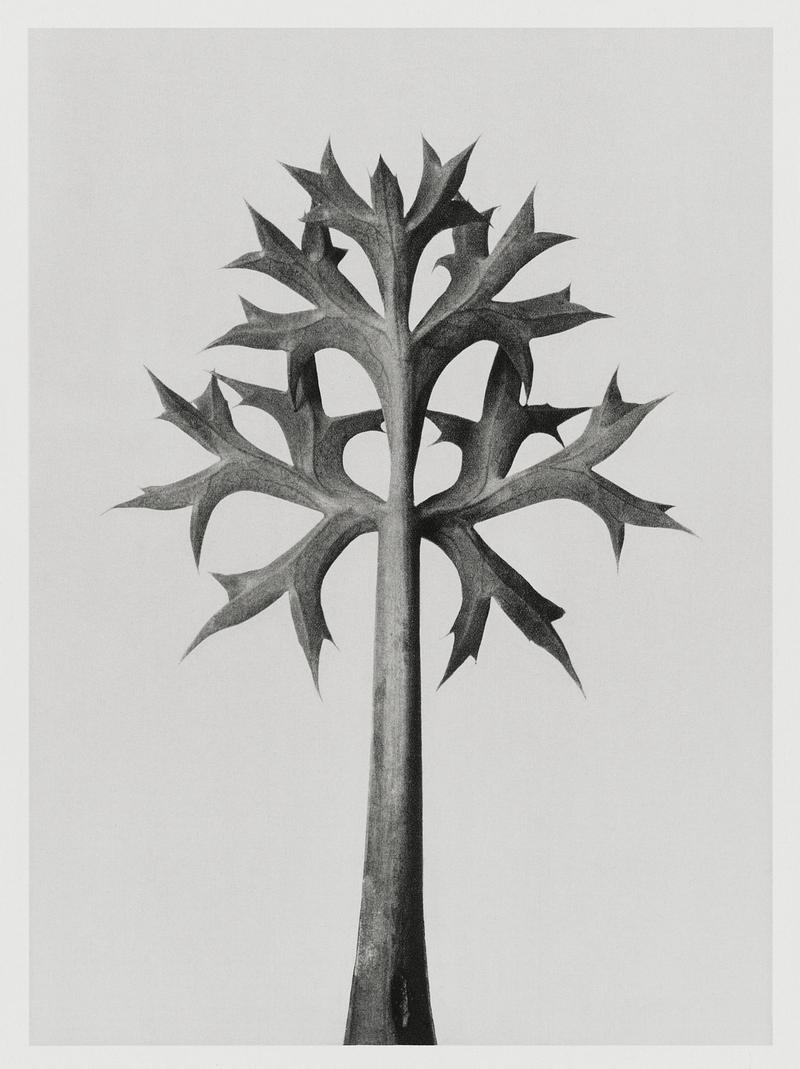 Karl Blossfeldt Macrophotography Eryngium Bourgatii (Mediterranean Sea Holly) leaves enlarged 5 times from Urformen der Kunst (1928) by Karl Blossfeldt.…
