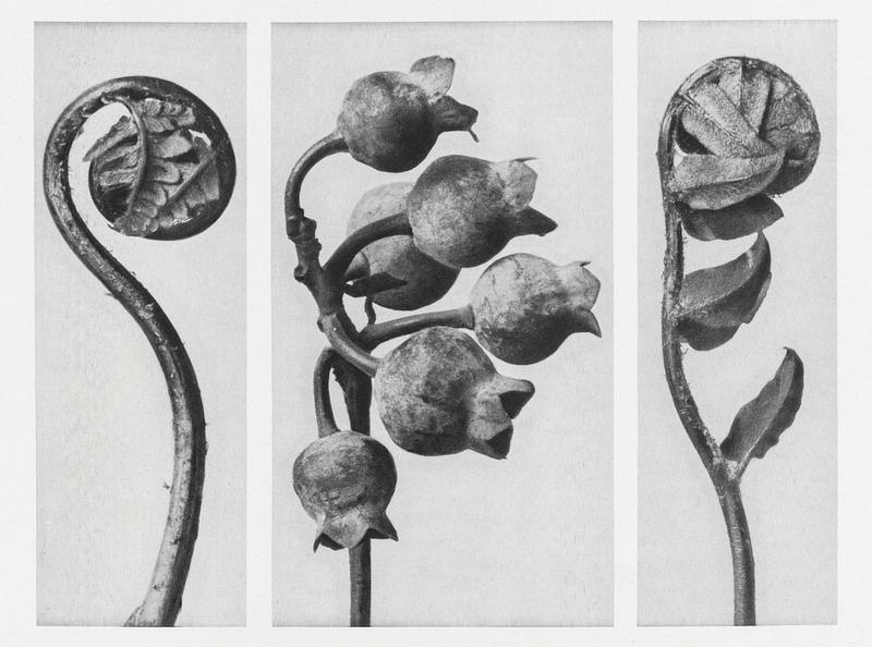 Karl Blossfeldt Macrophotography Polypodiaceae Aspidieae (Polypody) rolled–up frond enlarged 4 times, Vaccinium Corymbosum (Common or Swamp Blueberry)…