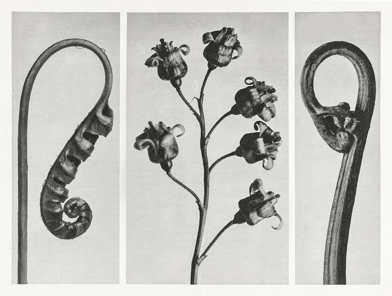 Karl Blossfeldt Macrophotography Polypodium Vulgare (Common Polypody or Adder's Fern) young frond enlarged 7 times from Urformen der Kunst (1928) by Karl…