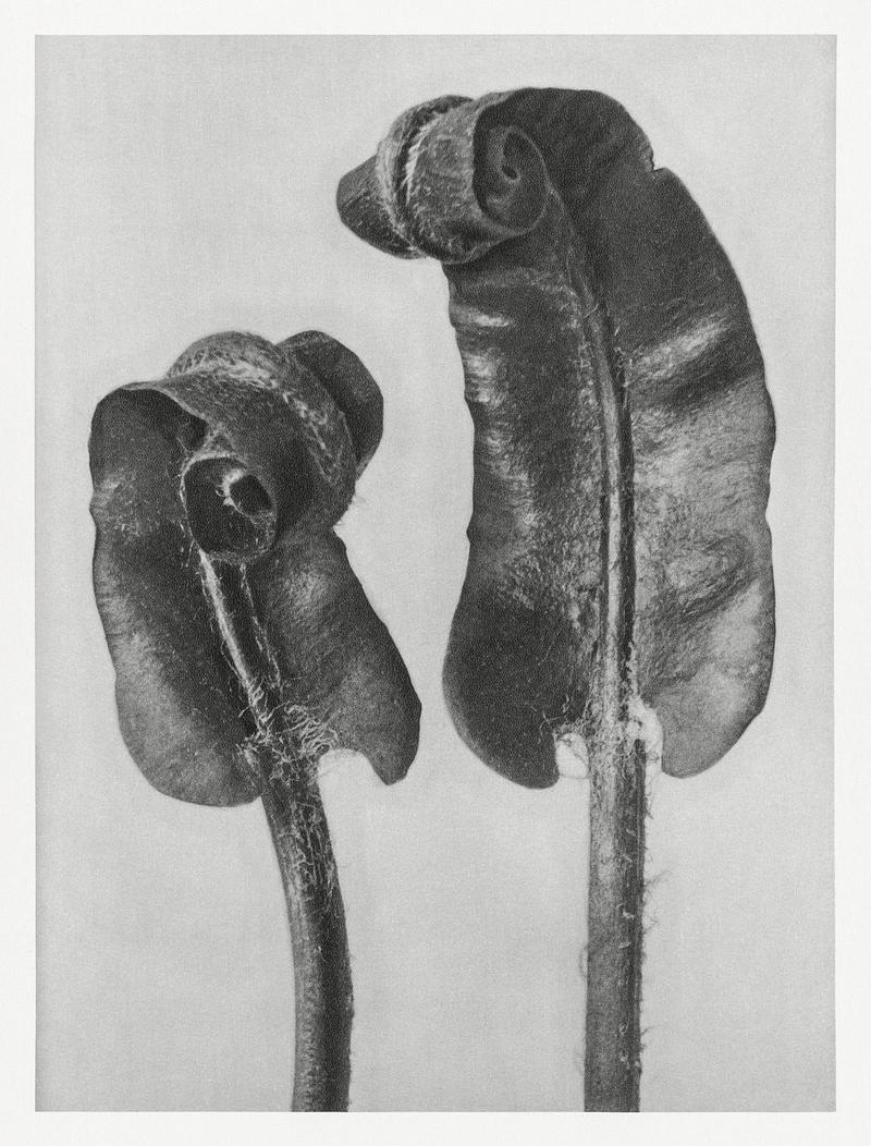 Karl Blossfeldt Macrophotography Scolopendrium Vulgare (Hart's–Tongue Fern) Young Rolled-Up Fronds enlarged 6 times from Urformen der Kunst (1928) by…