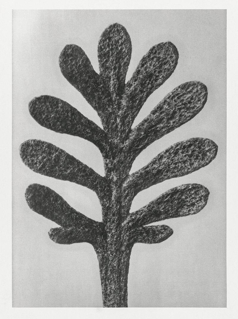 Karl Blossfeldt Macrophotography Achillea Umbellata (Yarrow) leaf enlarged 30 times from Urformen der Kunst (1928) by Karl Blossfeldt. Original from The…