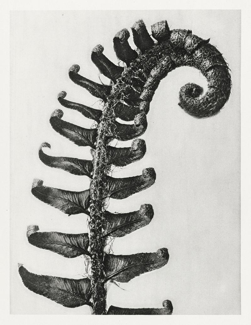 Karl Blossfeldt Macrophotography Polystichum Munitum (Prickly Shield–Fern) Leaf enlarged 6 times from Urformen der Kunst (1928) by Karl Blossfeldt.…