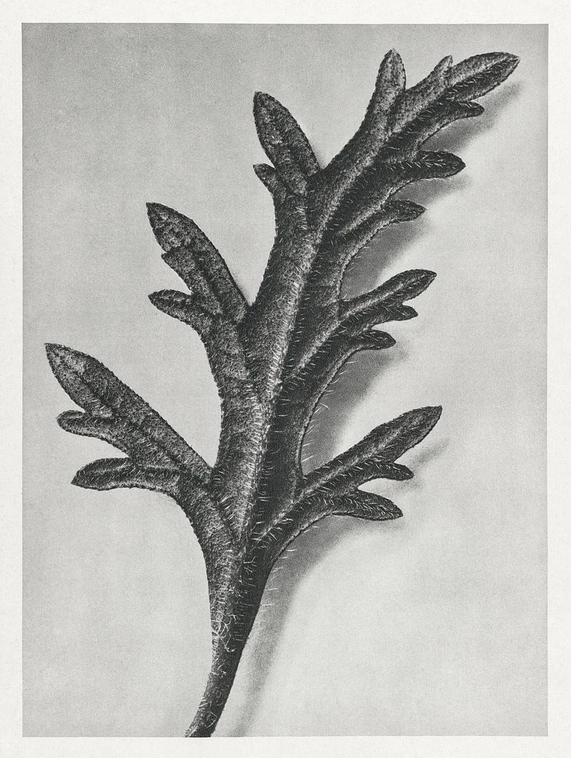 Karl Blossfeldt Macrophotography Verbena Canadensis (rose mock vervain) enlarged 10 times from Urformen der Kunst (1928) by Karl Blossfeldt. Original from The…