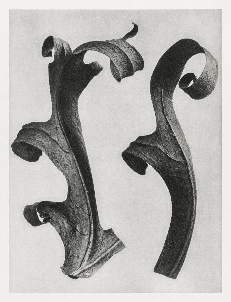 Karl Blossfeldt Macrophotography Silphium Laciniatum (Compass Plant) leaves enlarged 6 times from Urformen der Kunst (1928) by Karl Blossfeldt. Original from…