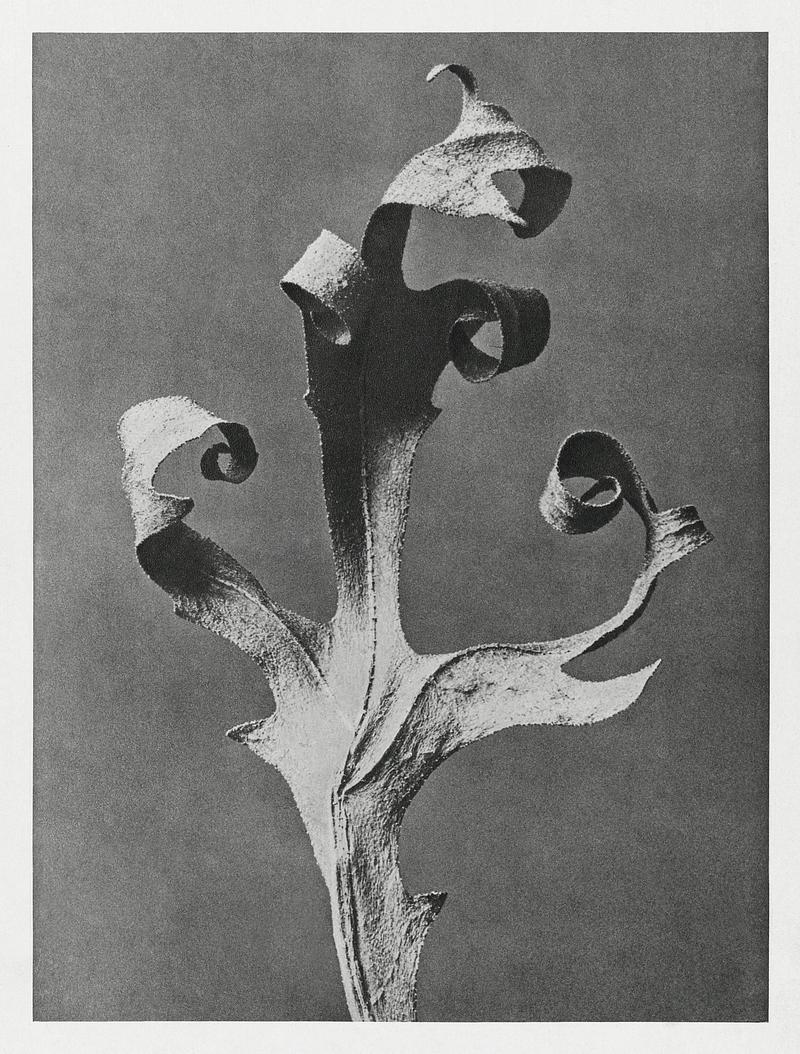 Karl Blossfeldt Macrophotography Silphium Laciniatum (Compass Plant) dried leaf enlarged 5 times from Urformen der Kunst (1928) by Karl Blossfeldt. Original…