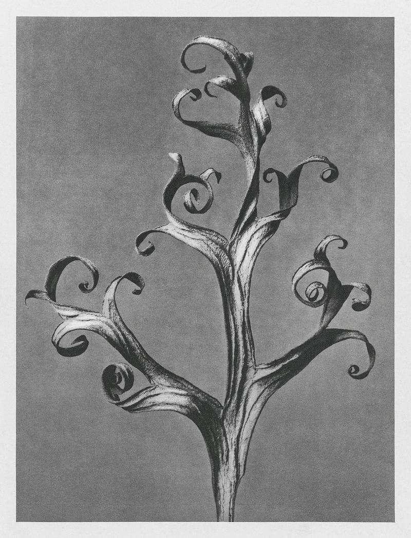 Karl Blossfeldt Macrophotography Delphinium (Larkspur) enlarged 6 times from Urformen der Kunst (1928) by Karl Blossfeldt. Original from The Rijksmuseum.…