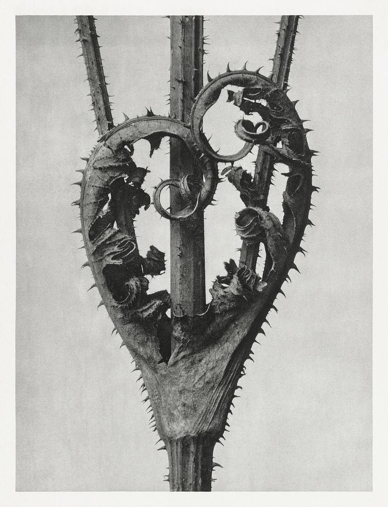 Karl Blossfeldt Macrophotography Dipsacus Laciniatus (Cutleaf Teasel) enlarged 4 times from Urformen der Kunst (1928) by Karl Blossfeldt. Original from The…
