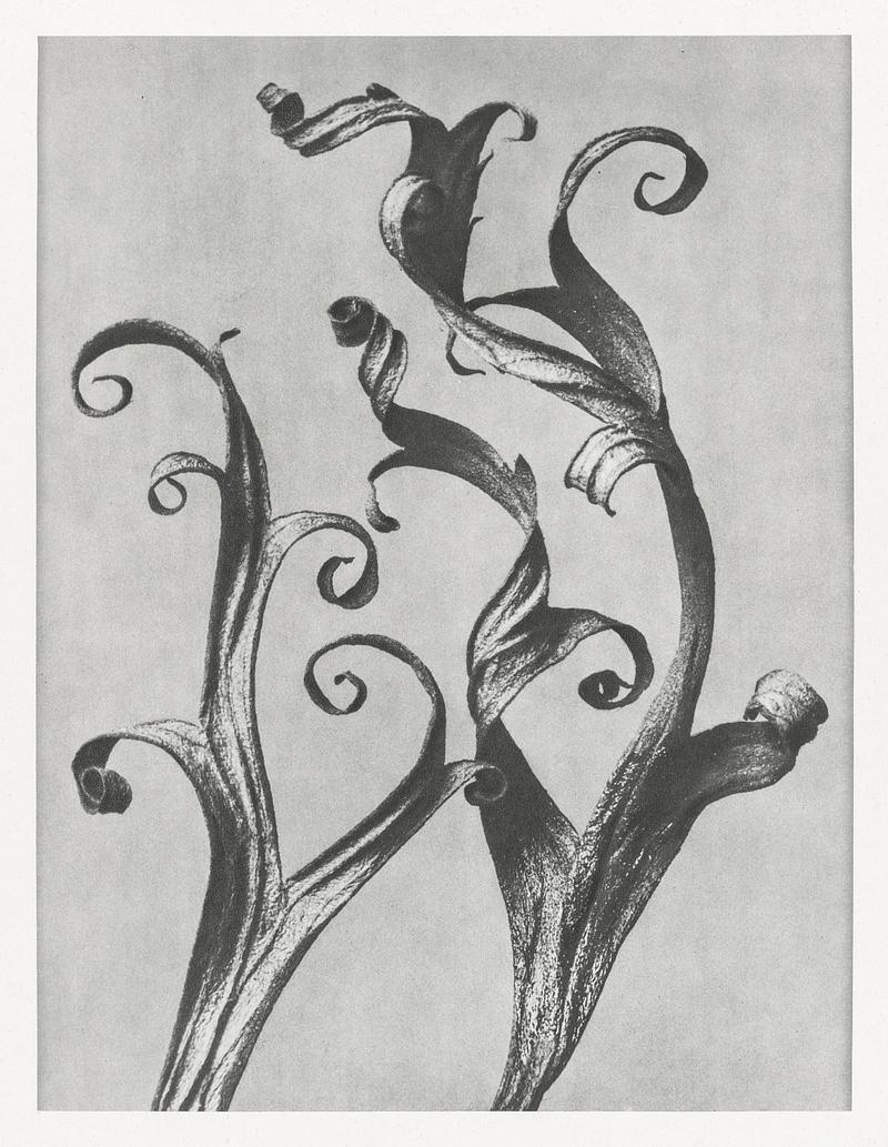 Karl Blossfeldt Macrophotography Delphinium (Larkspur Leaves) enlarged 6 times from Urformen der Kunst (1928) by Karl Blossfeldt. Original from The…