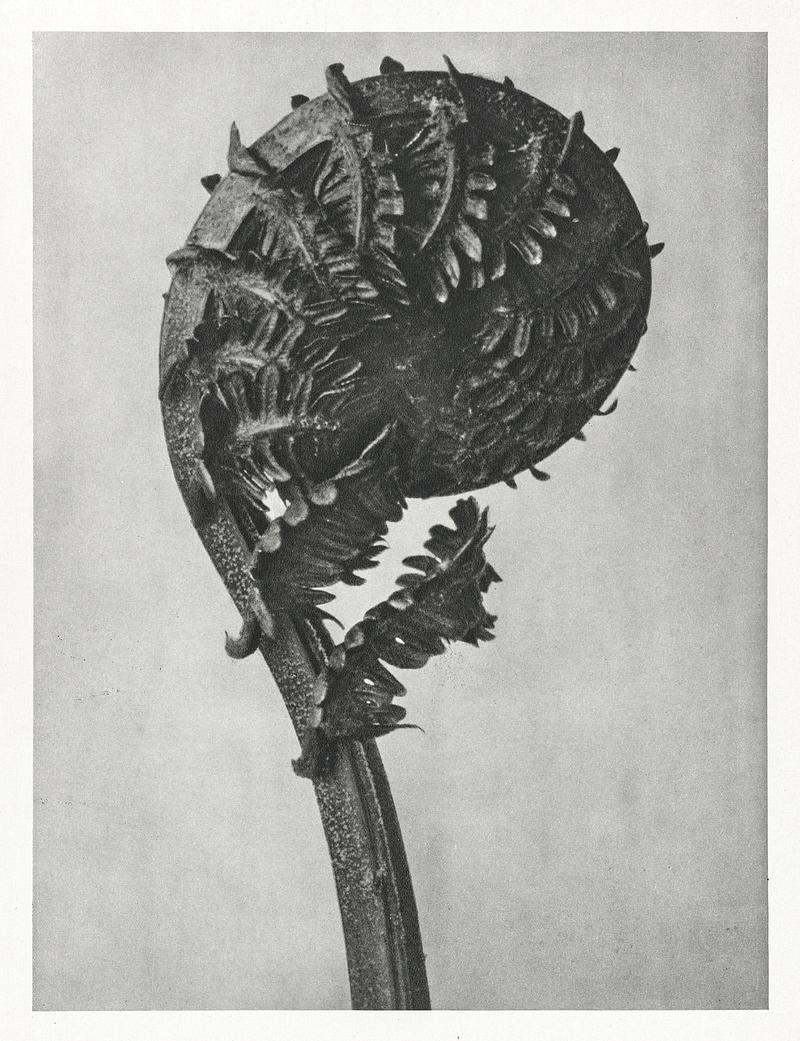 Karl Blossfeldt Macrophotography Struthiopteris Germanica (German Ostrich Fern Frond) enlarged 8 times from Urformen der Kunst (1928) by Karl Blossfeldt.…