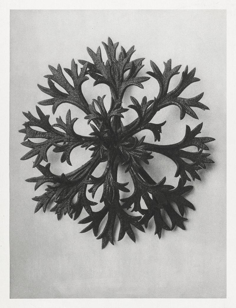 Karl Blossfeldt Macrophotography Saxifraga Willkommniana (Willkomm's Saxifrage) leaf enlarged 6 times from Urformen der Kunst (1928) by Karl Blossfeldt.…