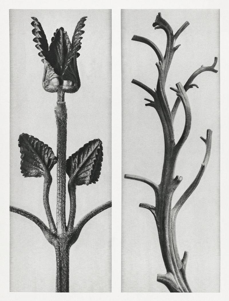 Karl Blossfeldt Macrophotography Stachis Grandiflora (Big Betony) enlarged 3 times and
Nicotiana Rustica (Aztec Tobacco) from Urformen der Kunst (1928) by…