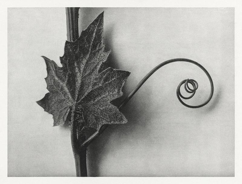 Karl Blossfeldt Macrophotography Bryonia Alba (White Bryony) enlarged 4 times from Urformen der Kunst (1928) by Karl Blossfeldt. Original from The…