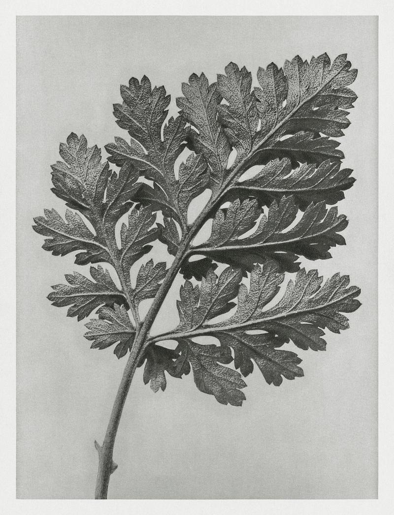 Karl Blossfeldt Macrophotography Chrysanthemum parthenium (Feverfew chrysanthemum) enlarged 5 times from Urformen der Kunst (1928) by Karl Blossfeldt.…