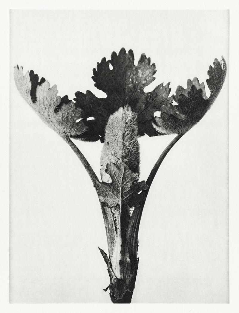 Karl Blossfeldt Macrophotography Macleya Cordata (Five–Seeded Plume-Poppy) enlarged 5 times from Urformen der Kunst (1928) by Karl Blossfeldt. Original…