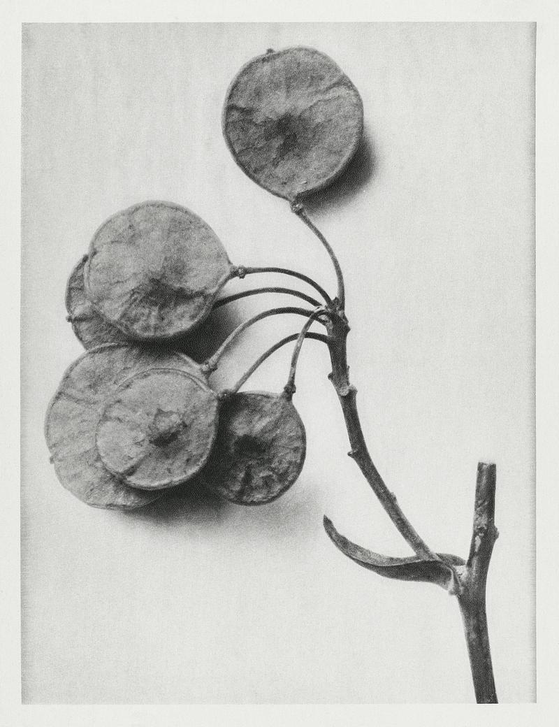 Karl Blossfeldt Macrophotography Ptelea Trifoliata (Common Hoptree) enlarged 6 times from Urformen der Kunst (1928) by Karl Blossfeldt. Original from The…