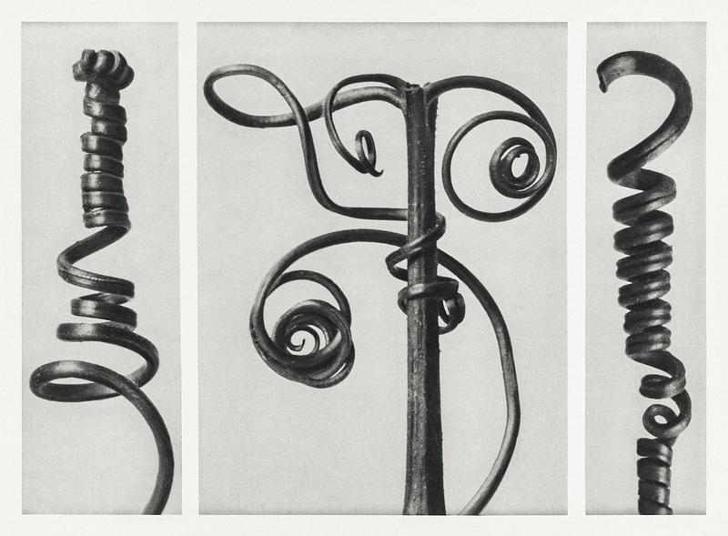 Karl Blossfeldt Macrophotography Cucurbita (Pumpkin) enlarged 4 times from Urformen der Kunst (1928) by Karl Blossfeldt. Original from The Rijksmuseum.…