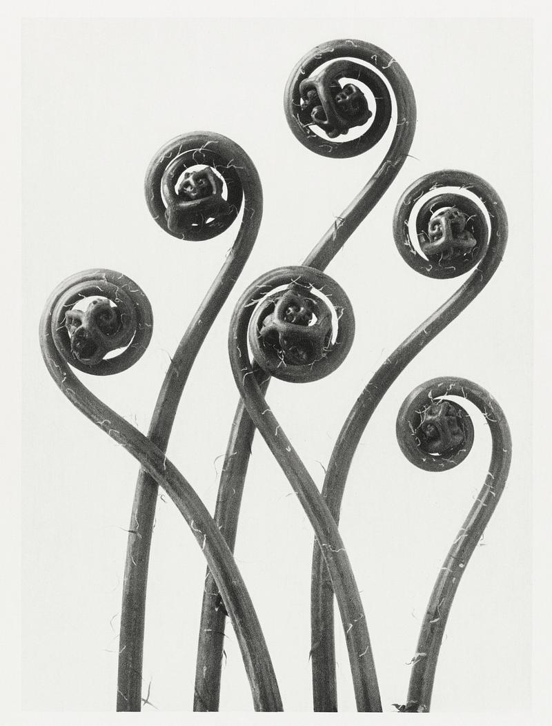 Karl Blossfeldt Macrophotography Adiantum pedatum (American Maiden-hair Fern) young fronds enlarged 8 times from Urformen der Kunst (1928) by Karl Blossfeldt.…