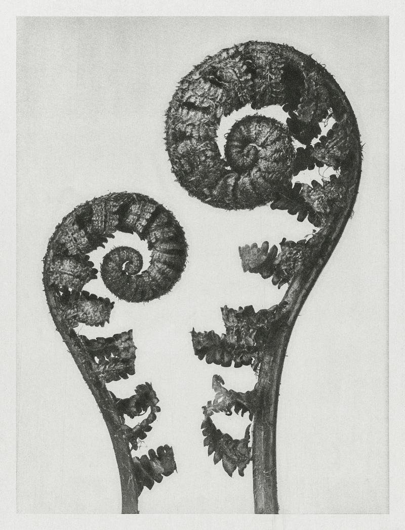 Karl Blossfeldt Macrophotography Aspidium Filix Mas (Shield Fern Fronds) enlarged 4 times from Urformen der Kunst (1928) by Karl Blossfeldt. Original from The…