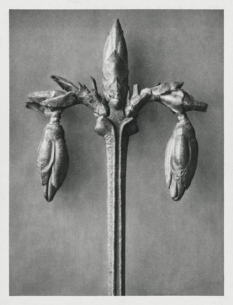 Karl Blossfeldt Macrophotography Forsythia Suspensa (Weeping Forsythia) enlarged 10 times from Urformen der Kunst (1928) by Karl Blossfeldt. Original from The…