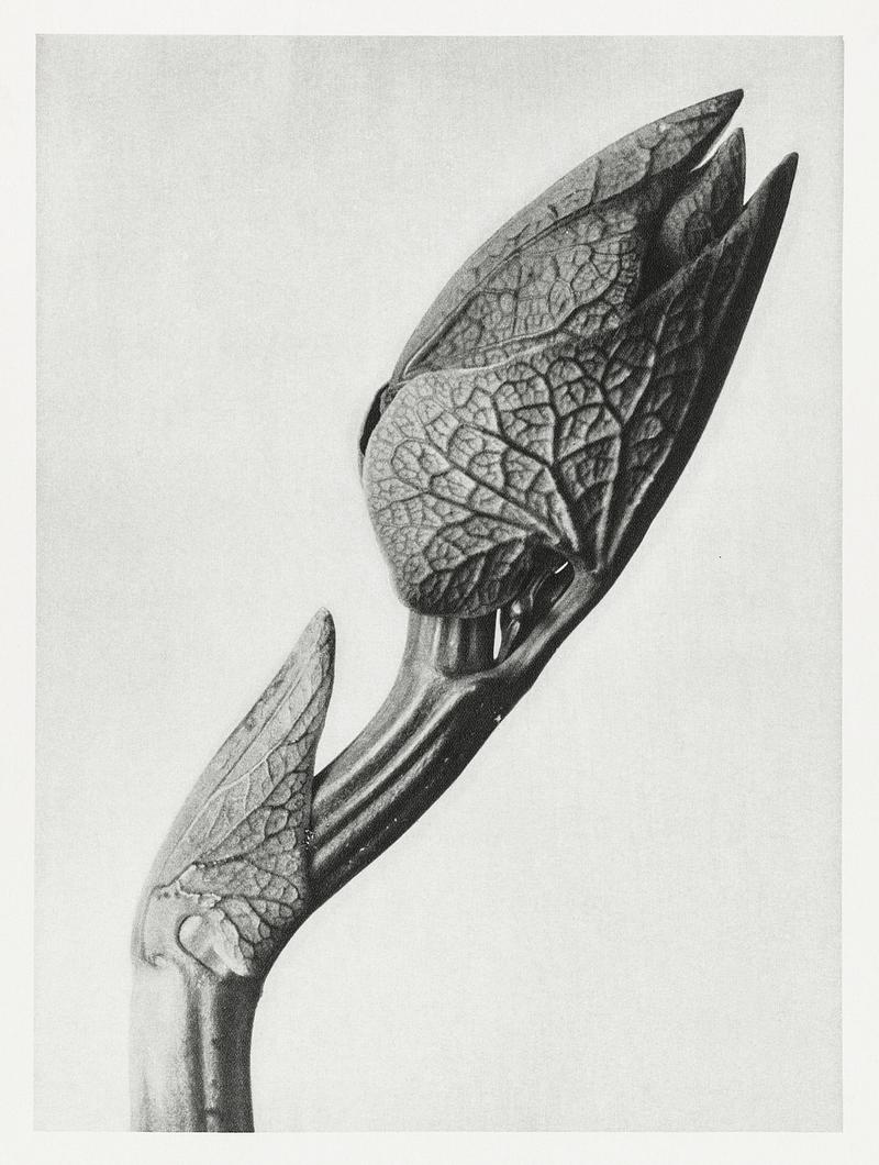 Karl Blossfeldt Macrophotography Aristolochia clematitis (Birthwort) enlarged 5 times from Urformen der Kunst (1928) by Karl Blossfeldt. Original from The…