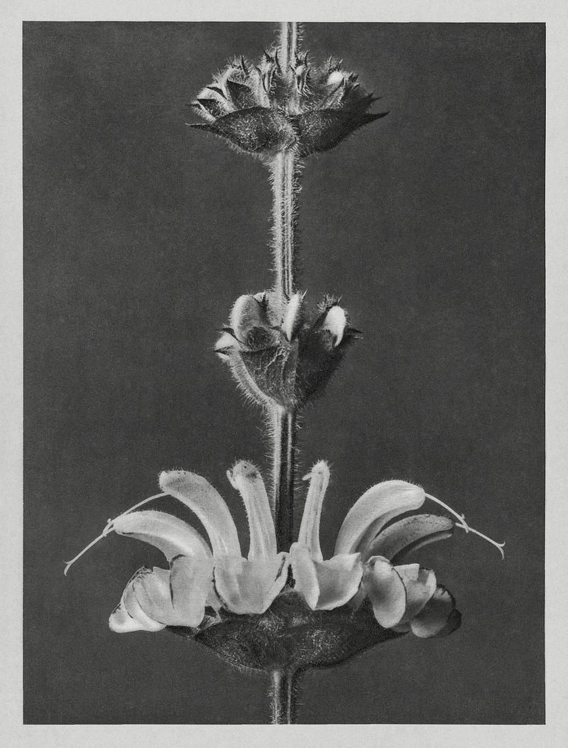 Karl Blossfeldt Macrophotography Salvia argentea (silver sage) enlarged 4 times from Urformen der Kunst (1928) by Karl Blossfeldt. Original from The…