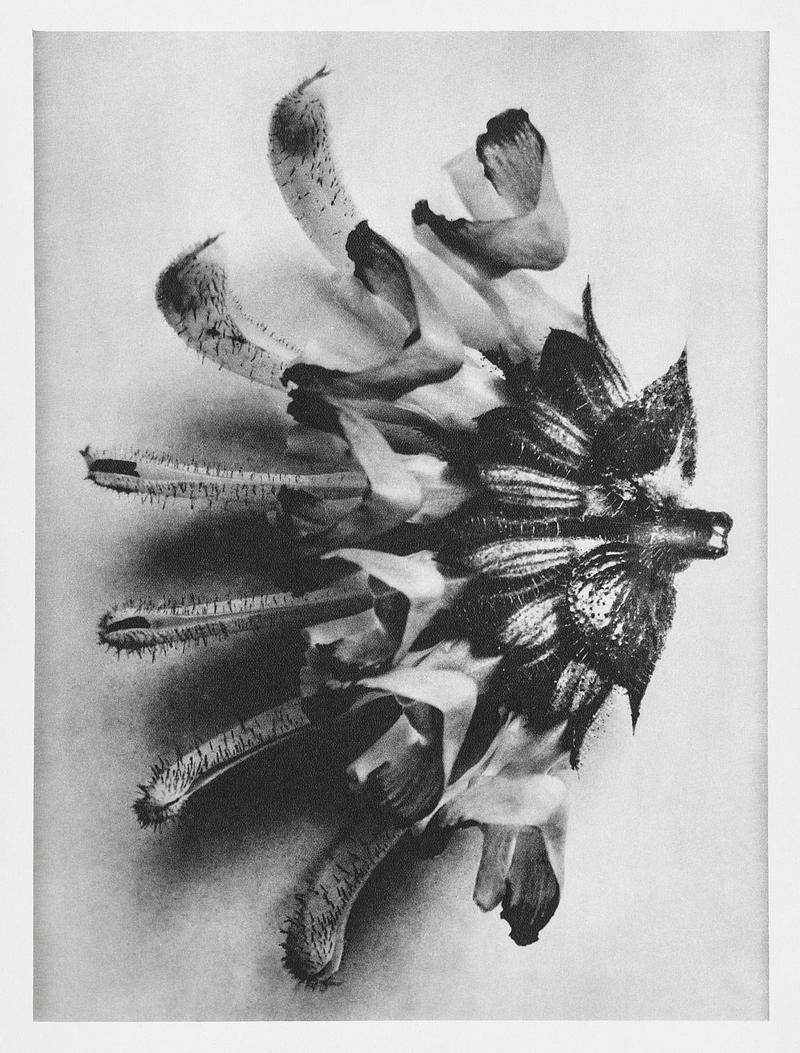 Karl Blossfeldt Macrophotography Salvia argentea (silver sage) enlarged 6 times from Urformen der Kunst (1928) by Karl Blossfeldt. Original from The…