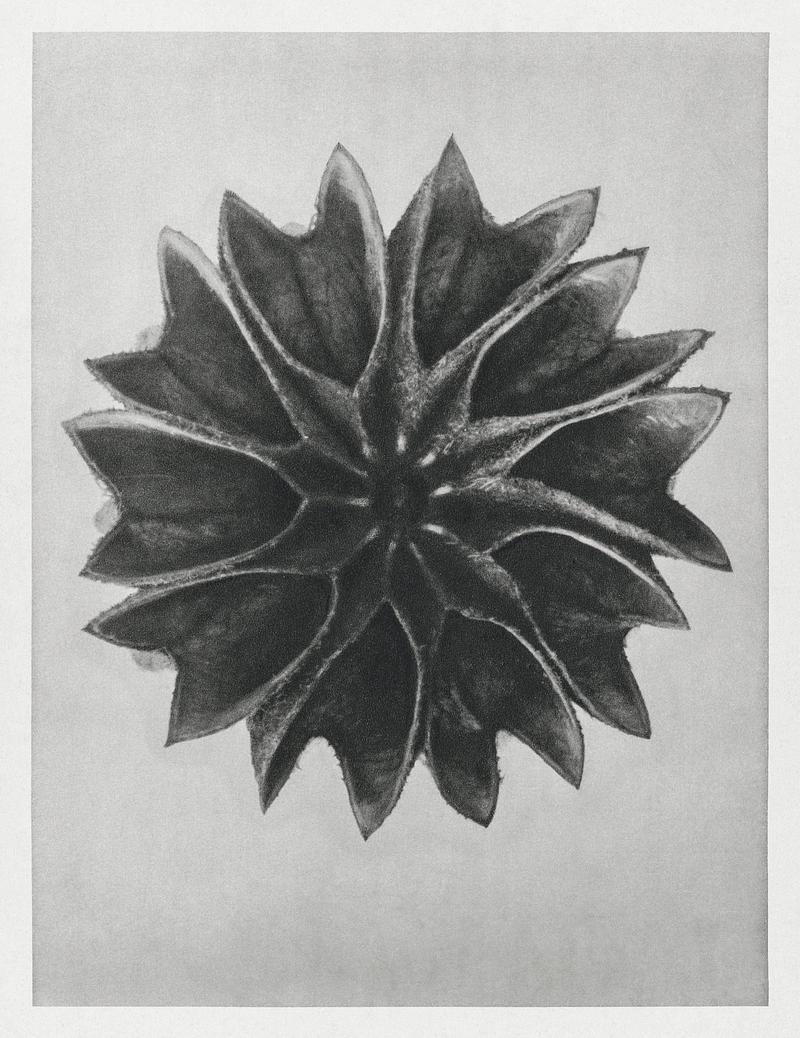 Karl Blossfeldt Macrophotography Abutilon (Lime Mallow) enlarged 12 times from Urformen der Kunst (1928) by Karl Blossfeldt. Original from The Rijksmuseum.…