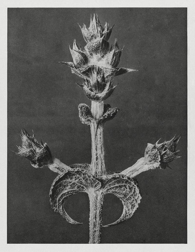 Karl Blossfeldt Macrophotography Salvia Aethiopis (Mediterranean Sage) enlarged 4 times from Urformen der Kunst (1928) by Karl Blossfeldt. Original from The…